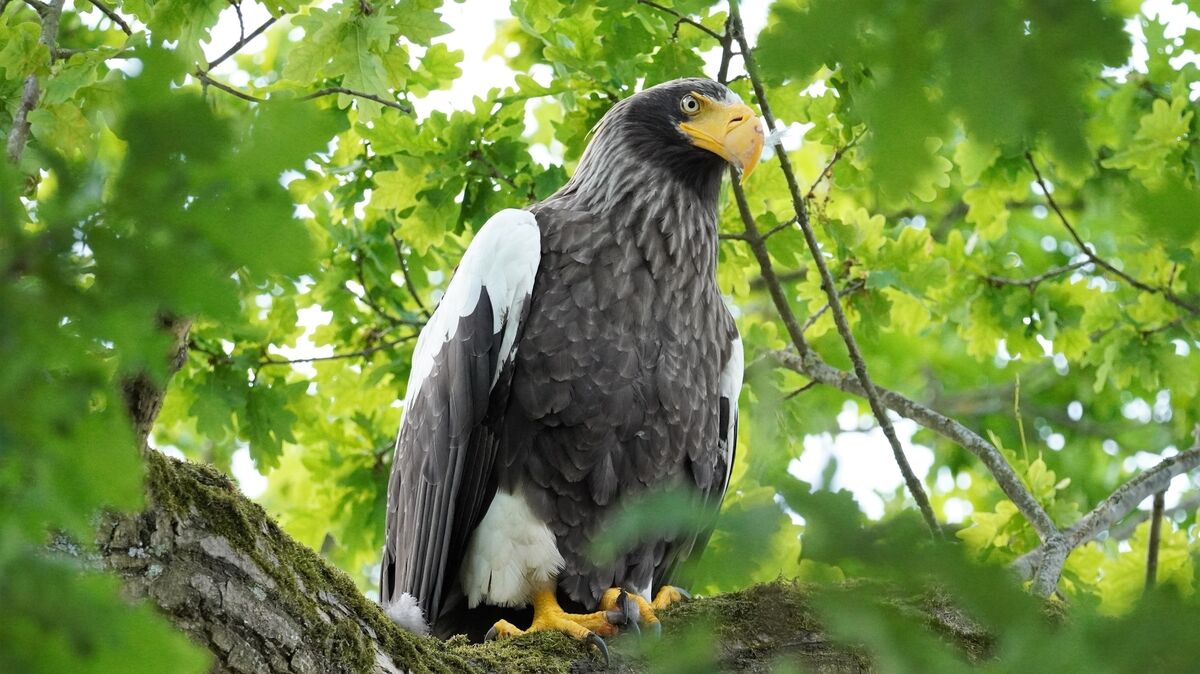 Der Riesenseedler kann eine Flügelspannweite von bis zu 2,80 Metern erreichen. Foto: Ursel Richelshagen / NABU