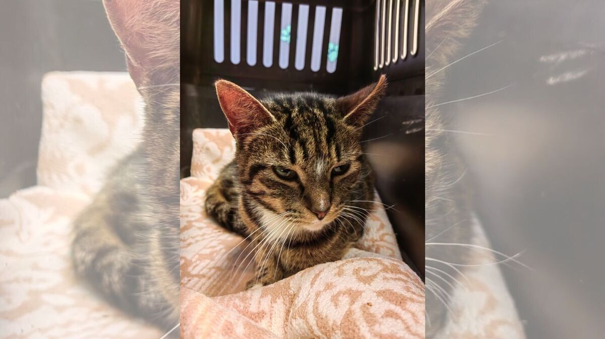 Katze Bijou soll mit einer Schrotflinte angeschossen worden sein. Foto: Tierheim
