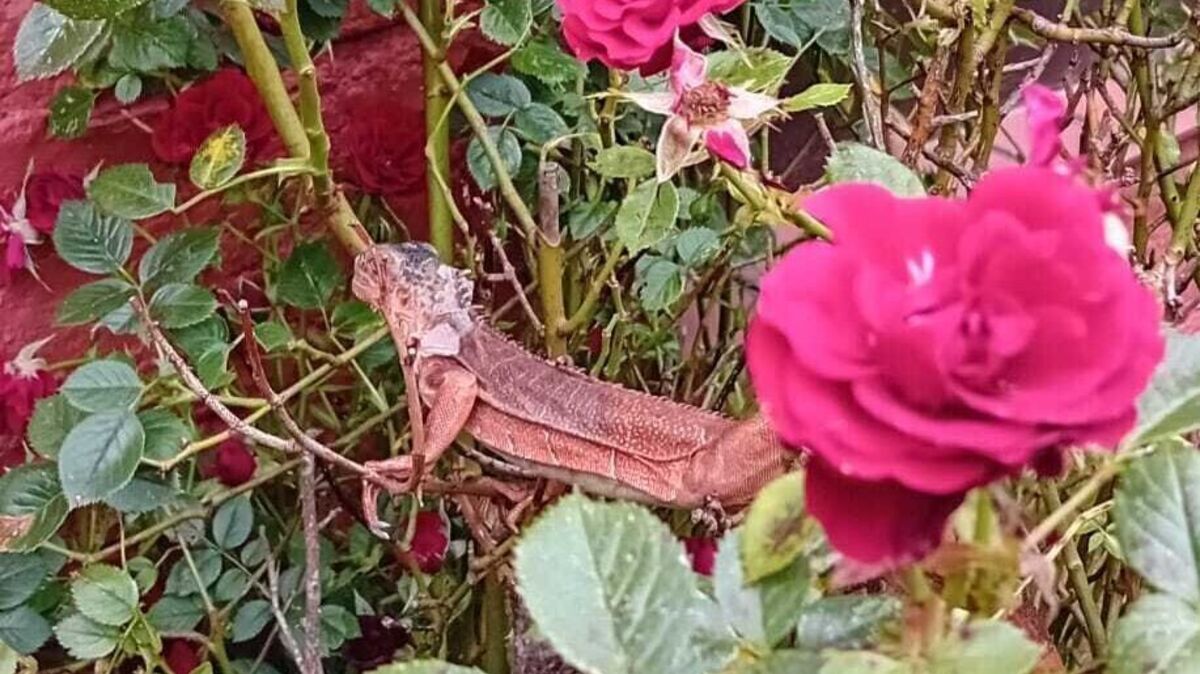 Zuerst entdeckte die Cuxhavenerin das Tier zwischen ihren Rosen. Fotos: Prieß