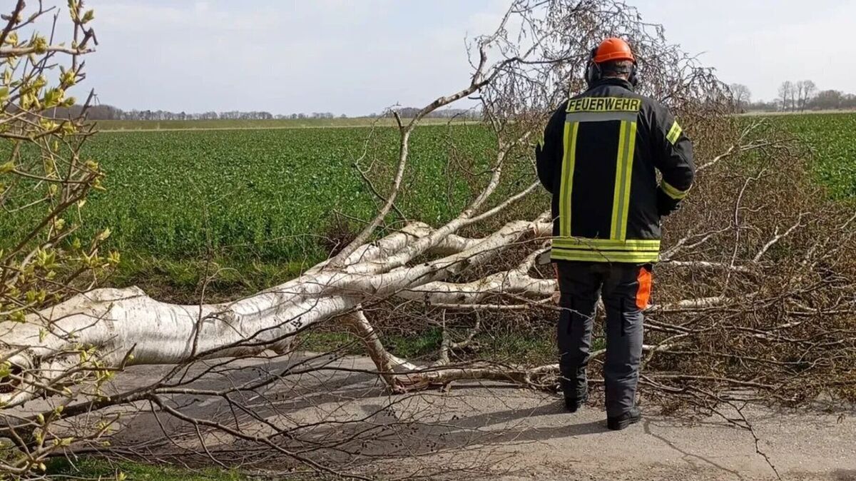 Durch die immer wiederkehrenden starken Böen fällt eine große Birke quer über die Fahrbahn. Foto: Lange