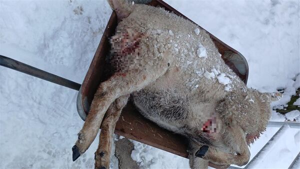 Nach Wolfsrissen im Kreis Cuxhaven: Forderung nach Abschuss ganzer Rudel wird lauter