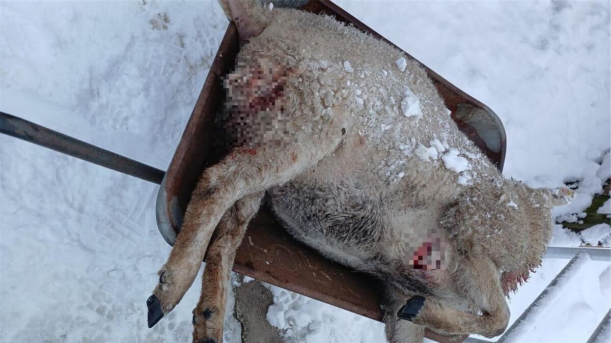 Nachts auf der Weide getötet: Sieben Schafe sterben bei Wolfsangriff in Flögeln. Foto: Privat