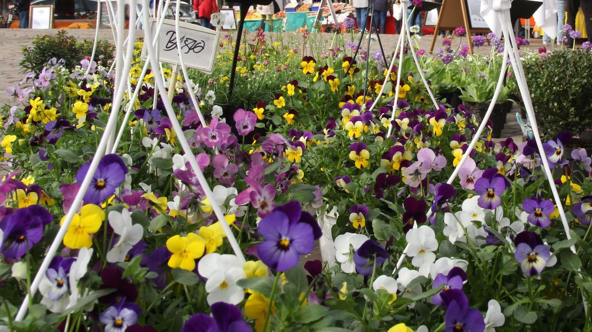 Auf dem Wochenmarkt werden ab Sonnabend wieder Blumen verkauft. Symbolfoto: Reese-Winne