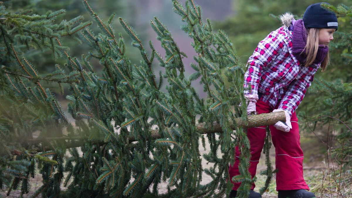 Die Kinder sammeln an diesen Tagen die ausgedienten Bäume ein. Foto: dpa