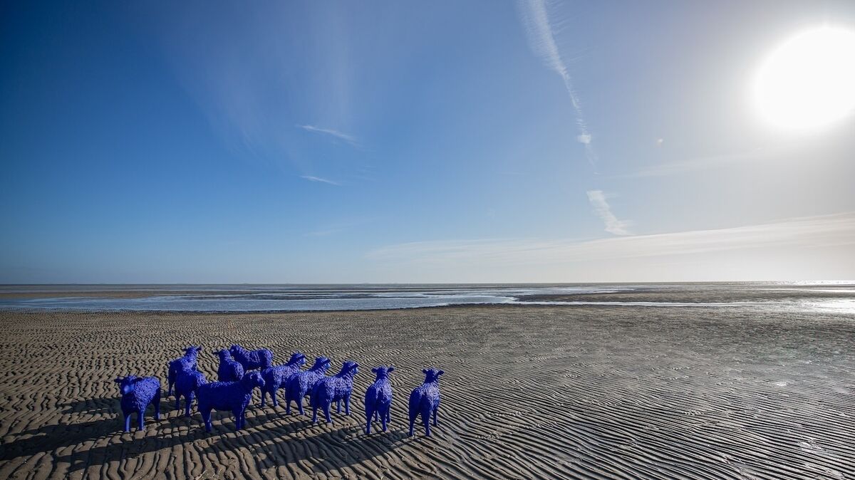 Auch auf Föhr waren die blauen Schafe schon zu sehen. Foto: Blauschäferei Reetz