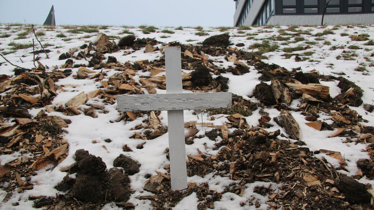 Ein weißes Kreuz markiert den ehemaligen Standort der gefällten Kastanien in der Cuxhavener Deichstraße. Im Hintergrund das NPorts-Verwaltungsgebäude. Foto: Potschka