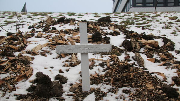 150 Jahre alte Kastanien gefällt, Silberlinden folgen: Stadt Cuxhaven kontert Kritik