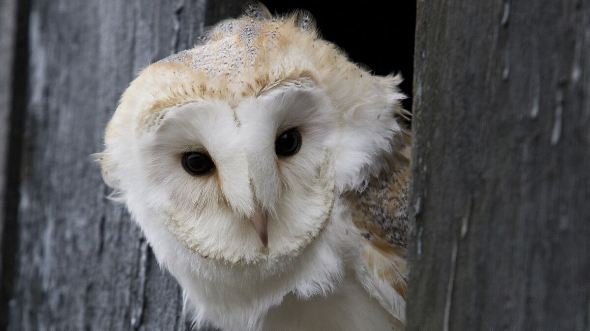 Schleiereulen finden bei dichter Schneedecke keine Mäuse und können verhungern. Foto: NABU/Rosl Rößner
