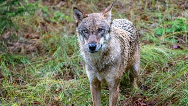 Sieben tote Schafe nach Wolfsangriff im Kreis Cuxhaven - Verdacht auf ganzes Rudel