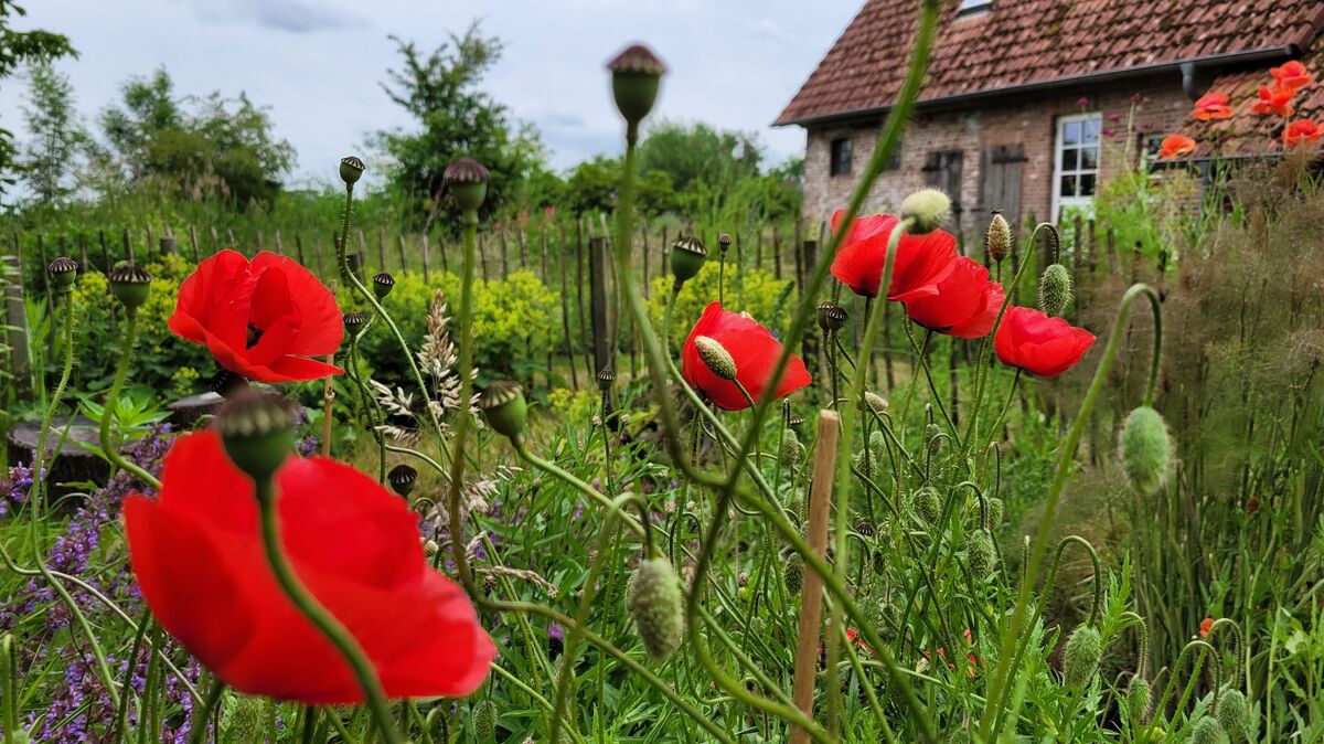Ein grün-rotes Paradies: In der bunten Idylle des Naturgartens von Andrea Prieß und Imke Tiedemann am Alten Deich in Spieka dürfen auch Mohnblumen nicht fehlen. Foto: Leuschner