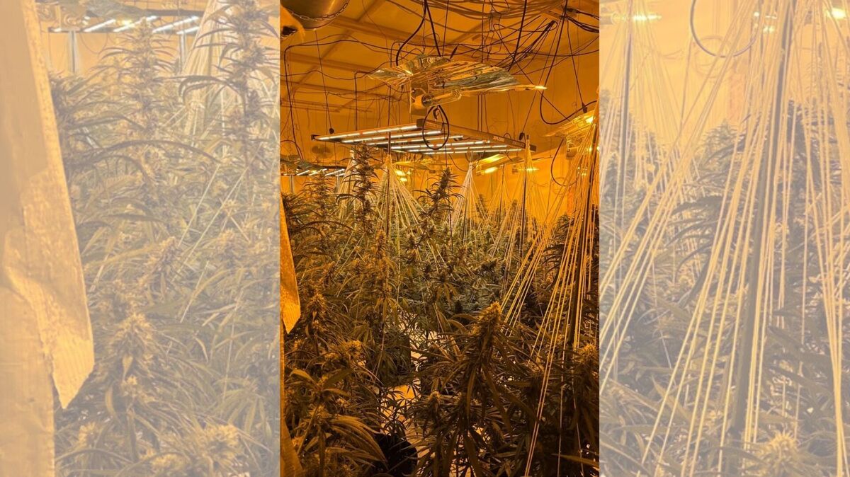 Während der Suche nach weiteren Personen entdeckten Einsatzkräfte laut Polizei Cuxhaven im Obergeschoss eine umfangreiche Cannabis-Plantage. Foto: Polizei Cuxhaven