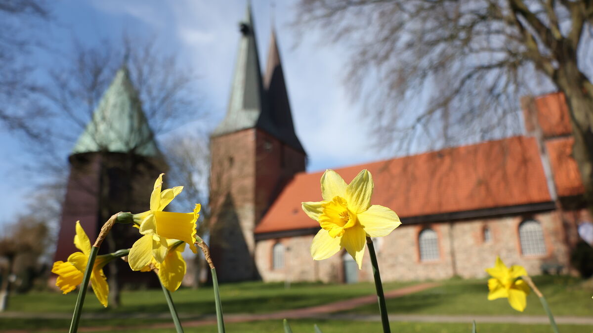 Die St. Nicolai-Kirche in Altenbruch erstrahlt im Frühling wieder im bunten Licht. Archivfoto: Lütt