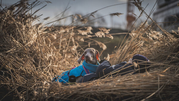 "Man braucht das Glück an seiner Seite": Wie Rettungshunde im Kreis Cuxhaven arbeiten