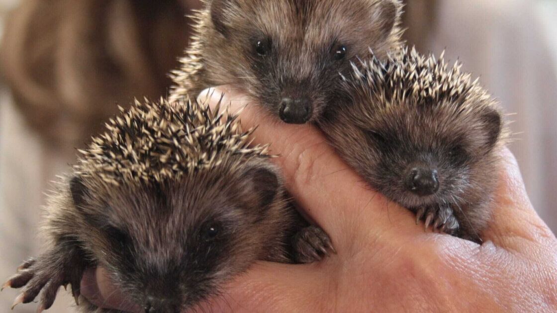 Cuxhaven police rescue hedgehog in Osten - | Animal rights activist warns ...