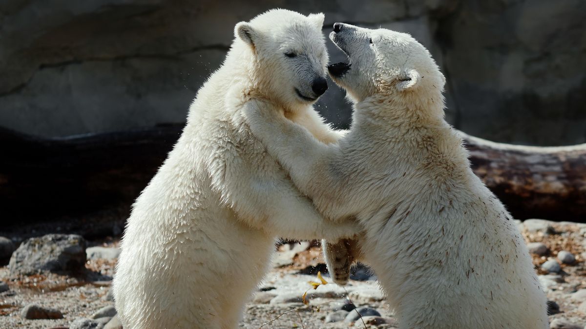 Die Eisbär-Zwillinge Anna und Elsa aus dem Zoo am Meer lieben es zu raufen. Die beiden Tiere sind jetzt zehn Monate alt. Foto: Bernd Ohlthaver/Zoo am Meer