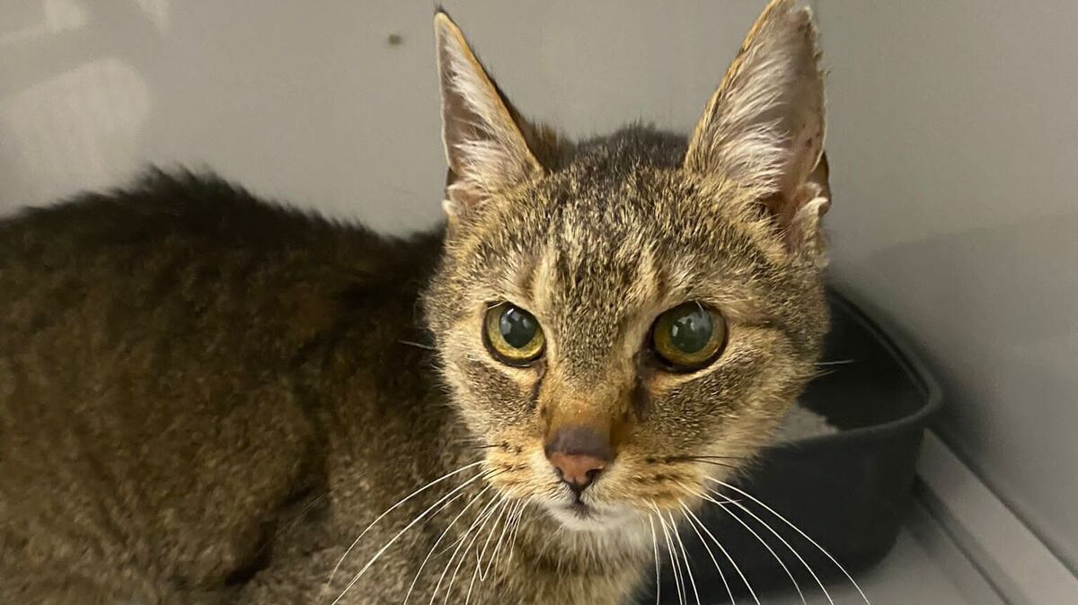 Aktuell ist Kater Linus im Tierheim untergebracht. Doch hier soll er nicht lange bleiben. Foto: Tierheim Cuxhaven