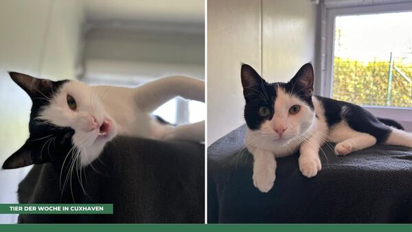 Tier der Woche in Cuxhaven: Der Name dieses Katers ist Programm