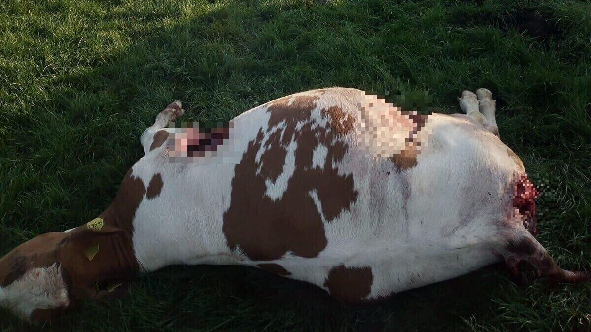 Am Donnerstagmorgen findet ein Landwirt eines seiner Rinder leblos auf der Weide liegen. Die blutigen Stellen hat unsere Redaktion auf dem Foto verpixelt. Foto: Privat