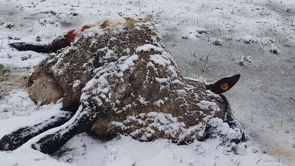 Schafsriss in Lüdingworth: Wolfsangriff trotz Zaun vermutet - Landwirt verzweifelt