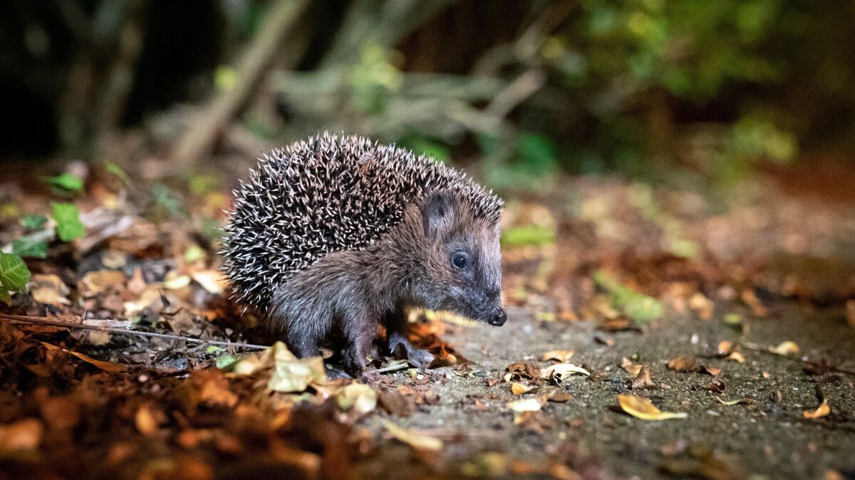 Wer einen Igel entdeckt, kann seine Beobachtung bei der bundesweiten Mitmachaktion melden. Foto: Jonas Walzberg/dpa
