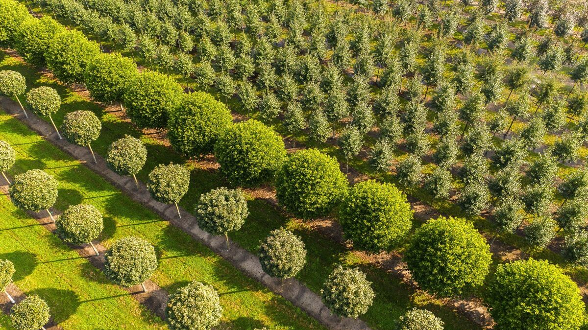 Mohssen Assanimoghaddam/dpa