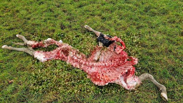 War es der Wolf? Rind in Ihlienworth gerissen