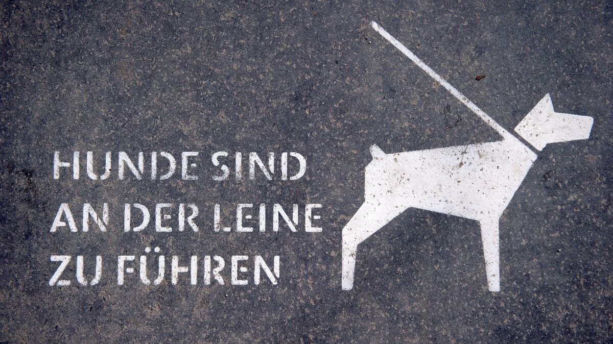 Die Hundesteuer im Landkreis Cuxhaven variiert stark je nach lokaler Politik. Foto: Daniel Naupold