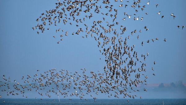 Experten: Ausbreitung von Raubtieren bedroht Brutvögel im Wattenmeer