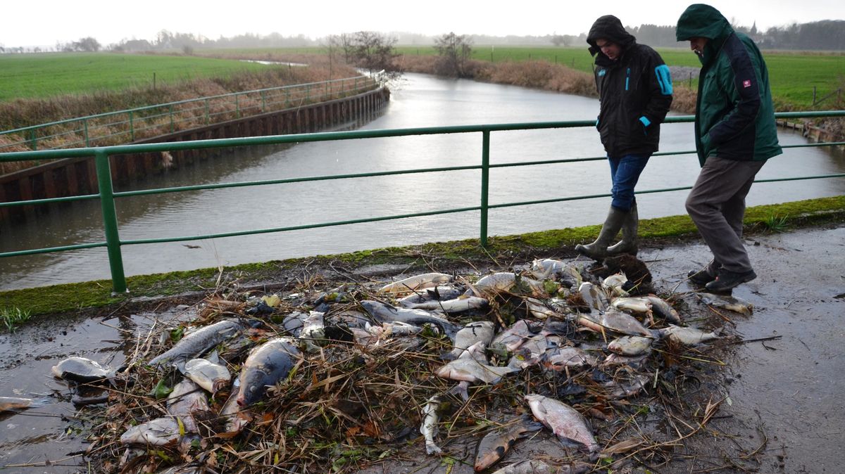 Es wird geschätzt, dass über 100 Kilogramm tote Fische vom Reinigungsgreifer aus dem Basbecker Schleusenfleth an Land geholt worden sind. Foto: Lange