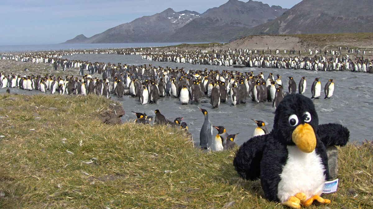 Der eine oder andere Plüschpinguin hat auch schon eine Reise an die Antarktis hinter sich. Archivfoto: Berends/Pinguin-Museum
