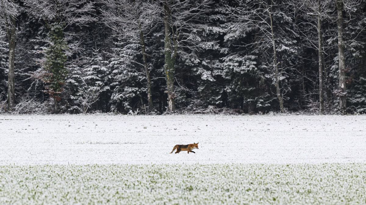 Nach einer Kollision mit einem Fuchs verlor ein 20-jähriger Autofahrer aus Cuxhaven auf der A27 die Kontrolle über sein Fahrzeug. Foto: Christian Beutler/dpa