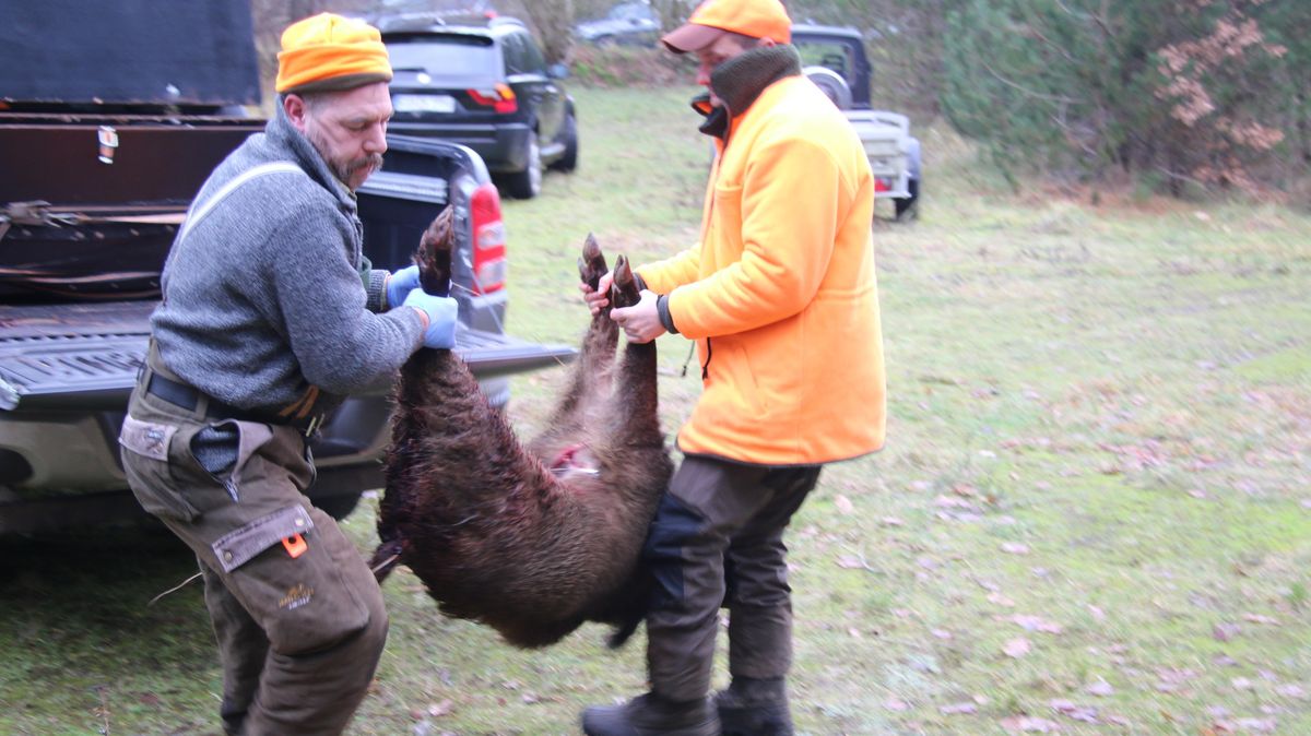 Holger Stocki (links) hievt mit einem Jägerkollegen den erlegten Keiler von seinem Pick-up und bringt das Tier zum sogenannten Streckenplatz. Foto: Potschka