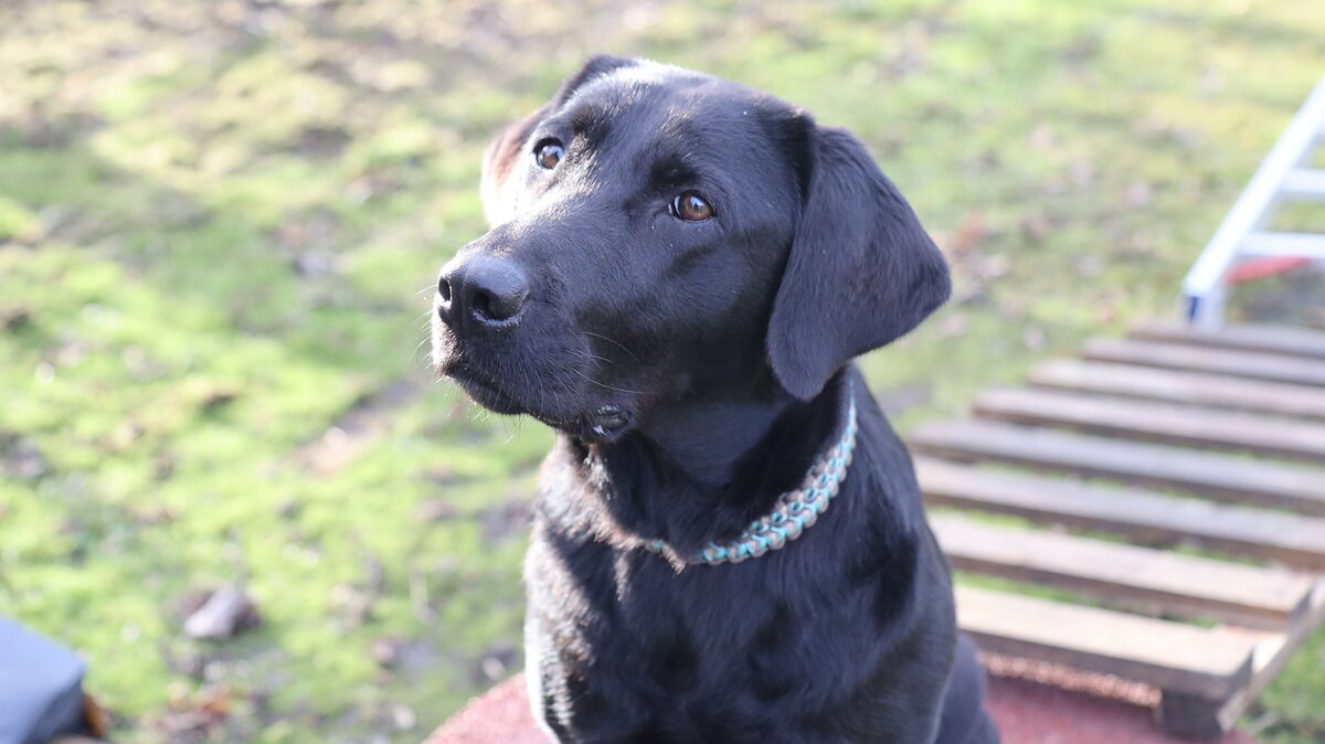 Die fünfjährige Labrador-Hündin Ida zeigt volle Konzentration beim Training. Foto: May
