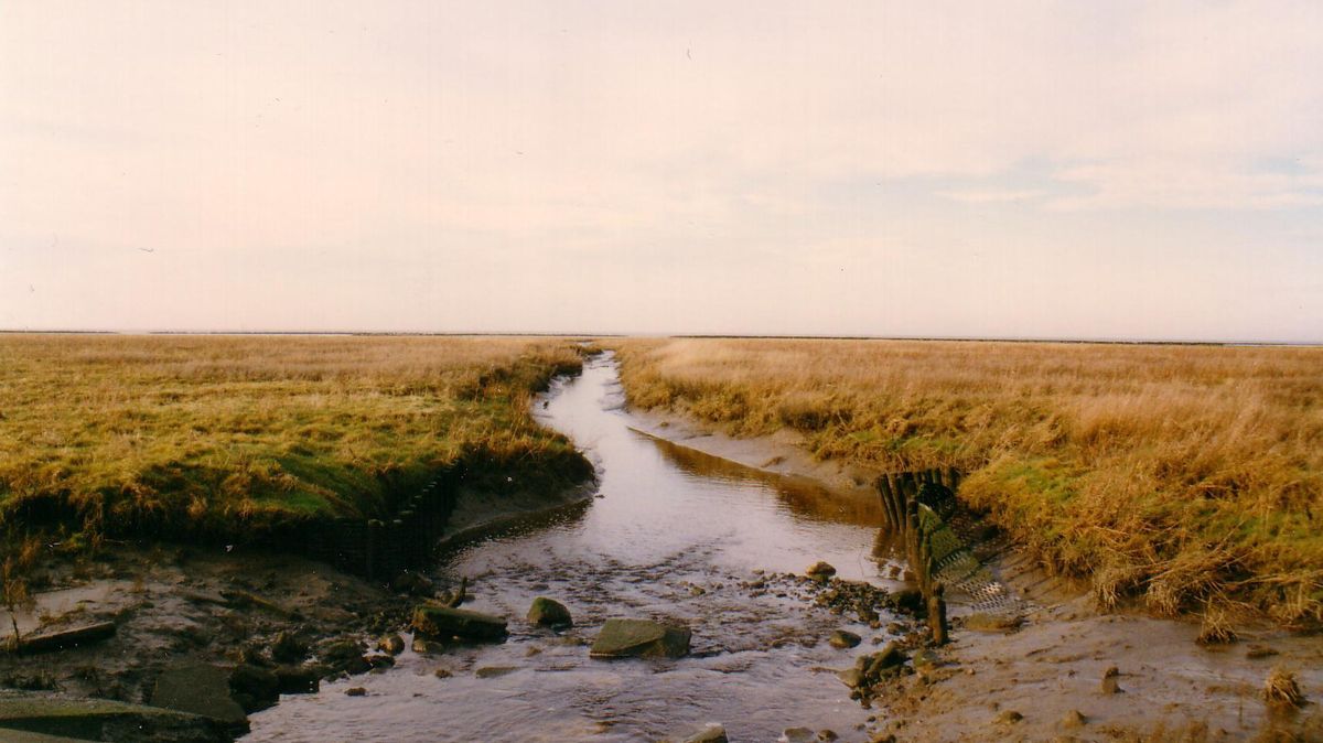 Blick über die Weite der Salzwiesen in Sahlenburg. Foto: Bussler