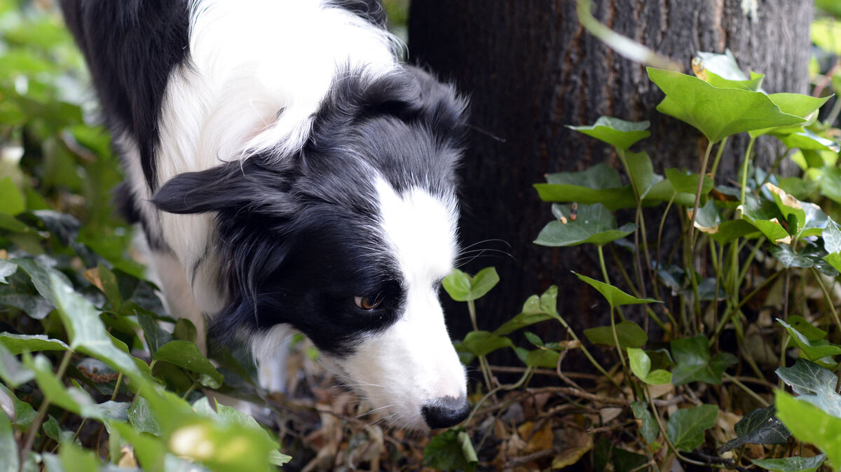 Vergiftete oder mit gefährlichen Gegenständen gespickte Köder jagen Hundefreunden immer wieder Angst ein. Für einen sicheren Spaziergang sollten hunde angeleint bleiben - derzeit müssen sie das wegen der Brut- und Setzzeit ohnehin. Foto: dpa/Gambarini