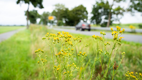 Giftiges Jakobskreuzkraut spaltet die Gemüter in Cuxhaven: Gefahr vor allem für Tiere
