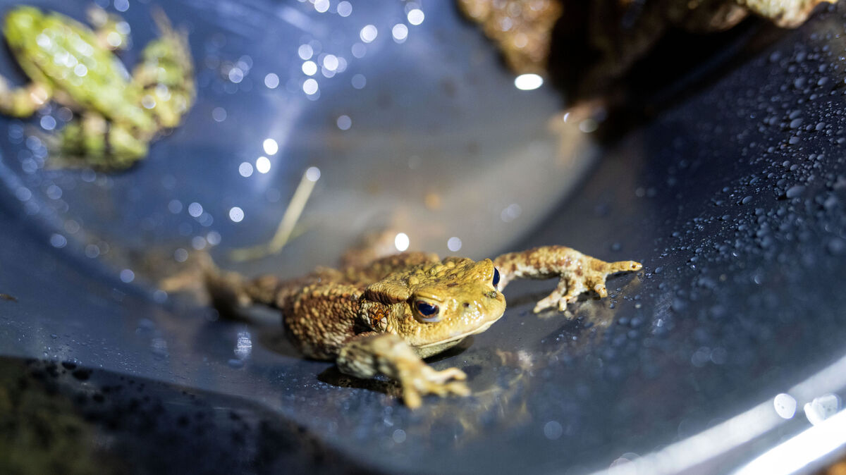 Die Amphibienwanderung ist in vollem Gang,. Da die Tiere auf ihrem Weg zu den Laichgewässern oft auch Straßen kreuzen, haben freiwillige Helferinnen und Helfer Amphibien-Zäune aufgebaut, sammeln Kröten, Molche und Frösche auf und bringen sie in Eimern zur anderen Straßenseite. Foto: Pia Bayer/dpa