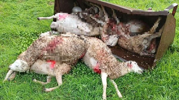 Erneute Angriffe in Steinau: Wölfe reißen Schafe am helllichten Tag nahe Kindergarten