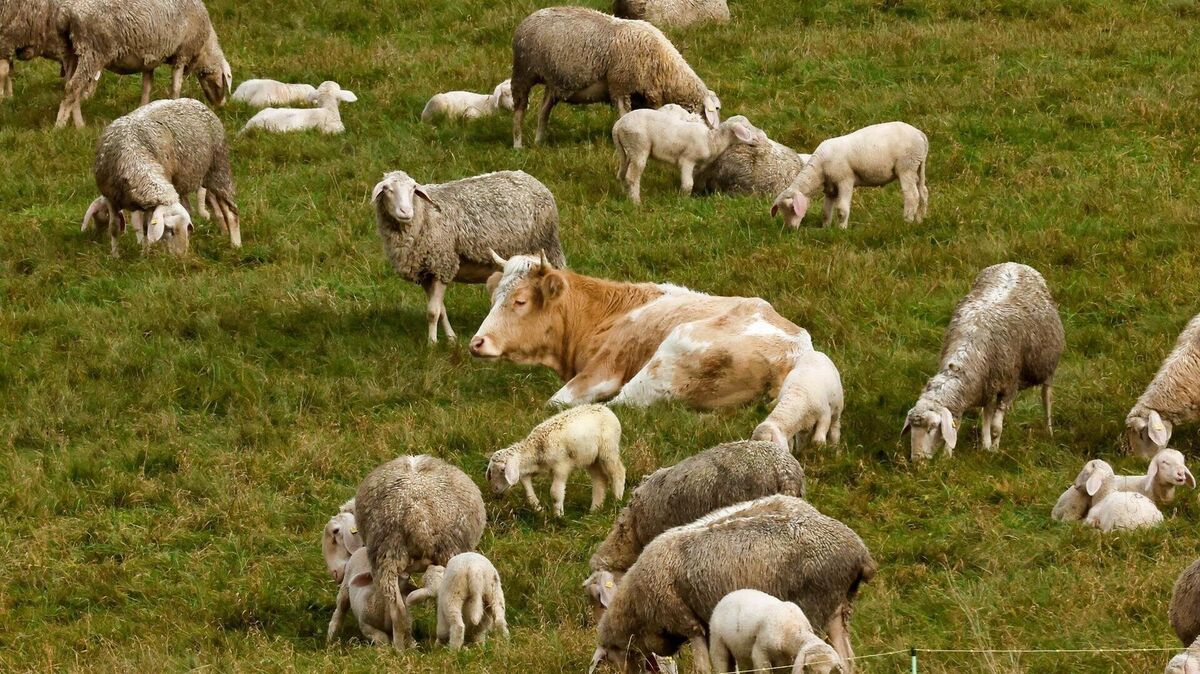 Mit diesem Foto macht die Kuh „Mücke“ bundesweit Schlagzeilen. Die Kuh sollte eigentlich zum Schlachter, war aber aus dem Transporter in einen Wald geflüchtet. Später wurde sie auf einer Schafweide in Hessen entdeckt, wo sie sich sichtlich wohlfühlte. Foto: Thomas Schippl/dpa
