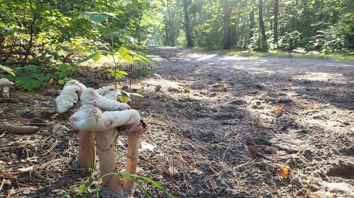 Einige Pilze lassen sich direkt am Wegesrand entdecken. Foto: Werder