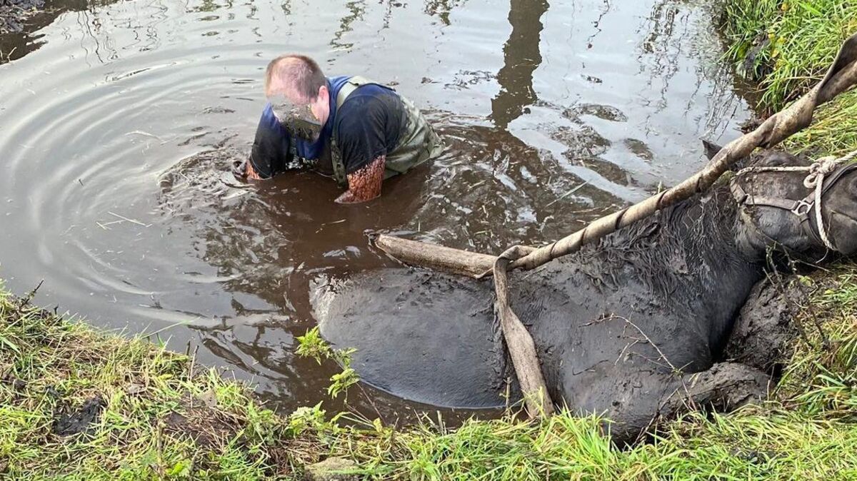 Mit einer Wathose ging einer der Einsatzkräfte ins Wasser, um Gurte für die Rettung um das Tier zu legen. Foto: Lange