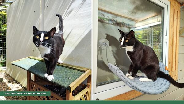 Tier der Woche in Cuxhaven: Ein gesunder Kater mit einem einfachen Wunsch