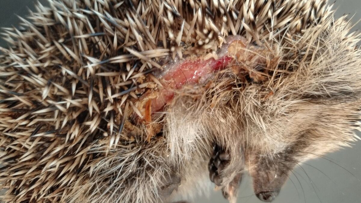 Igel mit Schnittverletzungen: Der Kontakt mit den messerscharfen Klingen eines Mähroboters kann für Igel schwere Schnittverletzungen zur Folge haben oder auch tödlich enden. Foto: Editha Schneider / dpa