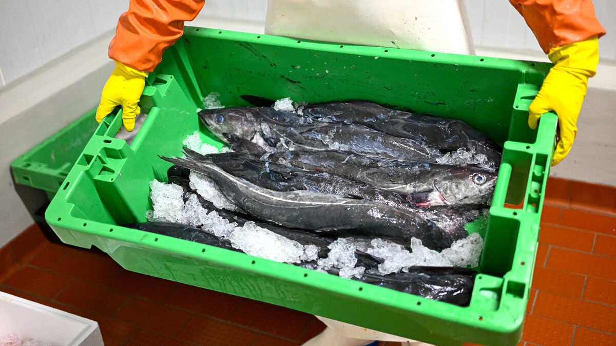 Der Seelachs aus der Nordsee ist künftig nicht mehr MSC-zertifiziert. Die Schuldfrage ist derweil nicht in Deutschland zu finden. Foto: Sina Schuldt/dpa