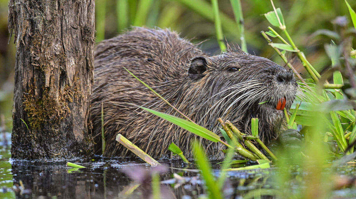 Eine Biberratte im Wasser: Im Landkreis Stade wird das Fleisch der Nutria zunehmend in der Gastronomie genutzt. Im Cuxland zögern die Köche noch. Foto: Pleul/dpa