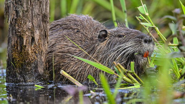 Nutria auf dem Teller: Warum Stade den Trend feiert - und der Kreis Cuxhaven zögert