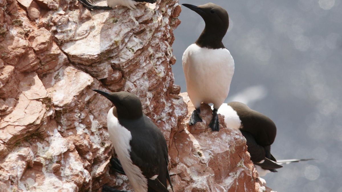 Trottellummen sind eigentlich Frühjahrs- und Sommergäste auf den Helgoländer Vogelkippen, aber jetzt tauchen sie tageweise auch im Winter auf. Foto: CNV-Archiv