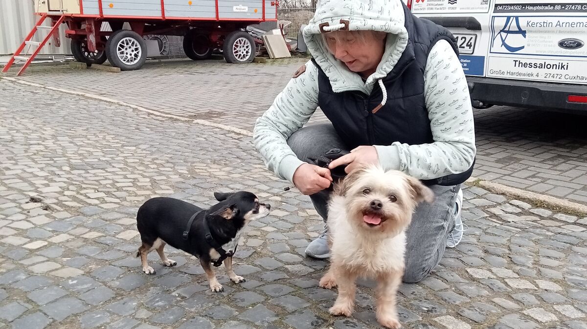 Der kleine Oskar kann schon wieder lachen: Er kommt zu seinem Frauchen und der Hündin Susi. Foto: Tierheim