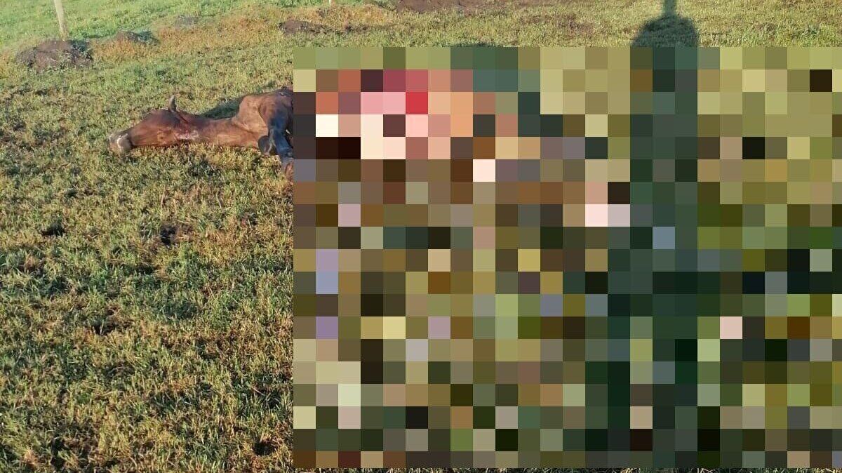 Ein Foto am Morgen zeugt von dem, was in den Stunden zuvor passiert ist. Der eineinhalb Jahre alte Hengst liegt tot auf seiner rechten Seite. Die Details des Fotos sind von der Redaktion unkenntlich gemacht. Foto: Steffens