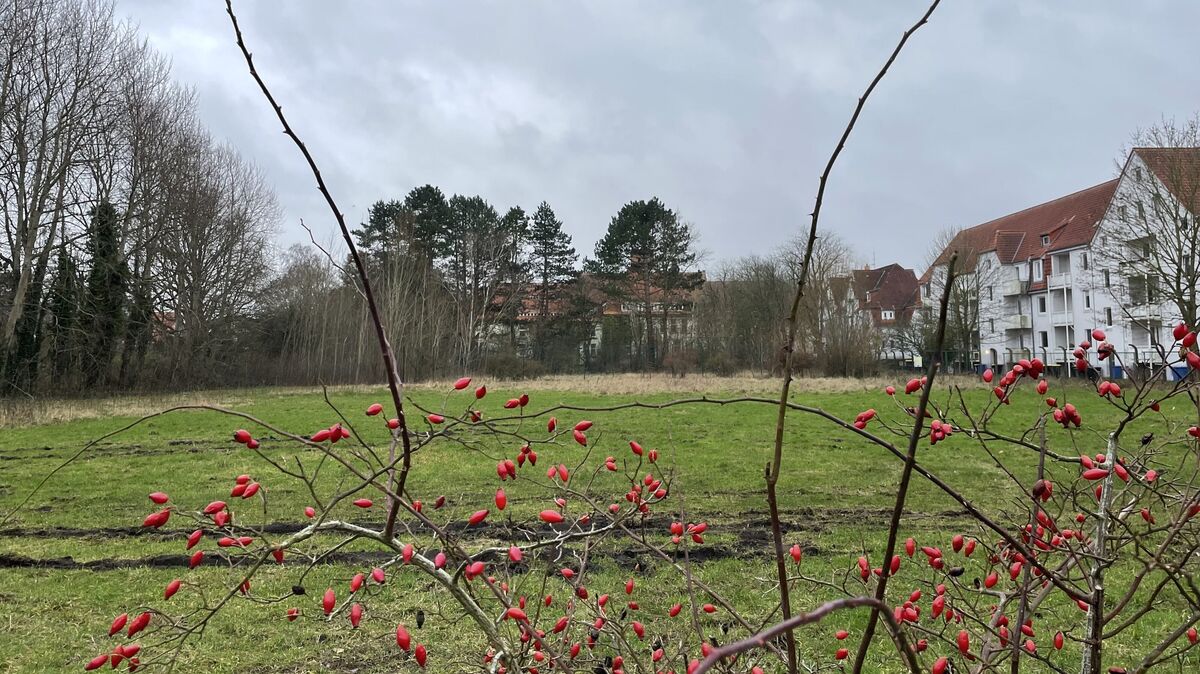 Das zur Verfügung stehende städtische Grundstück erstreckt sich bis zum früheren Schulhof der Gorch-Fock-Schule (Baumbewuchs hinten). Fotos: Reese-Winne